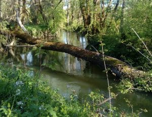 Le Lemboulas au printemps